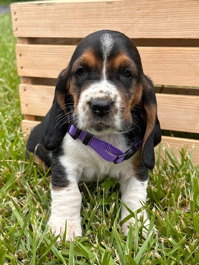 Basset Hound Puppies media 12