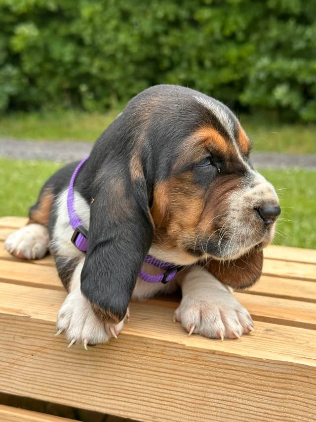 Basset Hound Puppies media 15