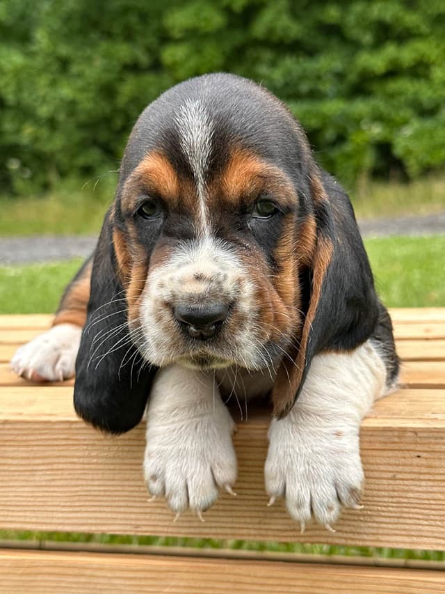Basset Hound Puppies media 13
