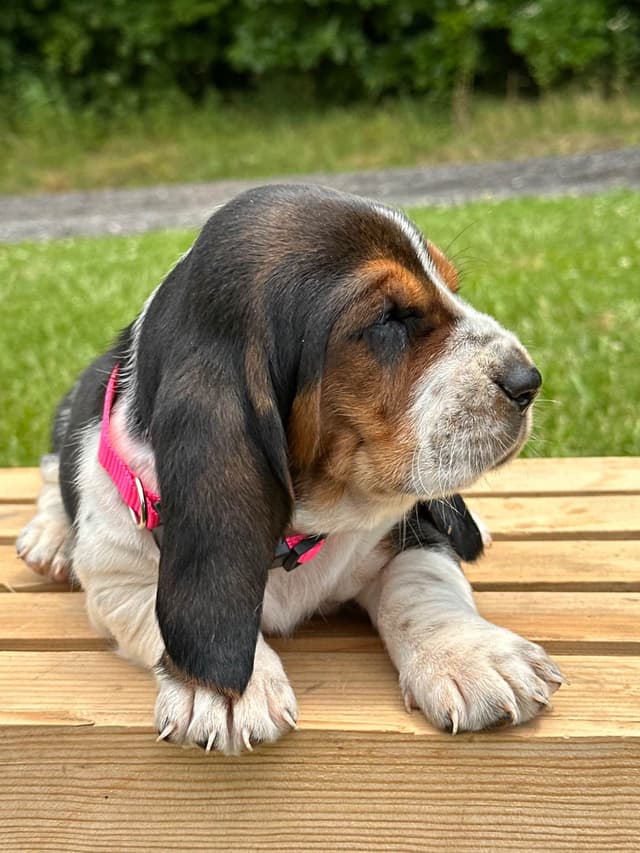 Basset Hound Puppies media 11