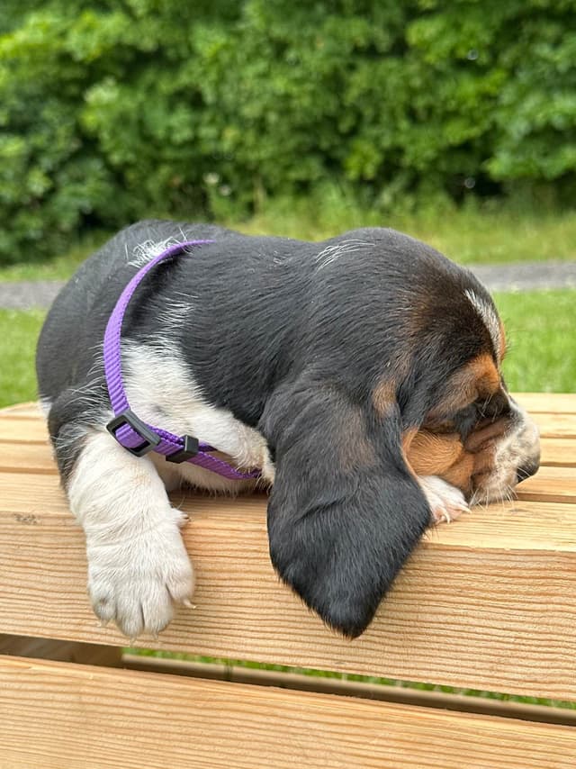 Basset Hound Puppies media 14