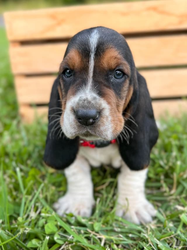 Basset Hound Puppies media 26