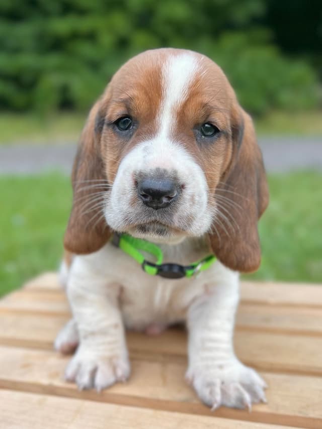 Basset Hound Puppies media 16