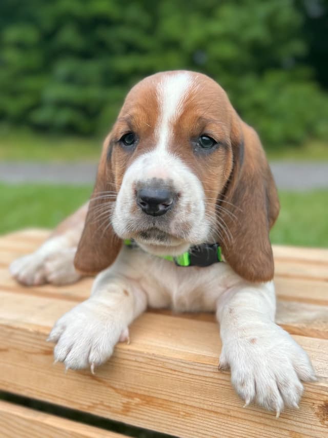 Basset Hound Puppies media 17