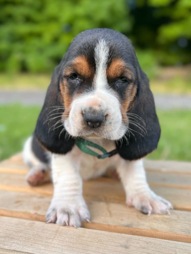 Basset Hound Puppies media 22