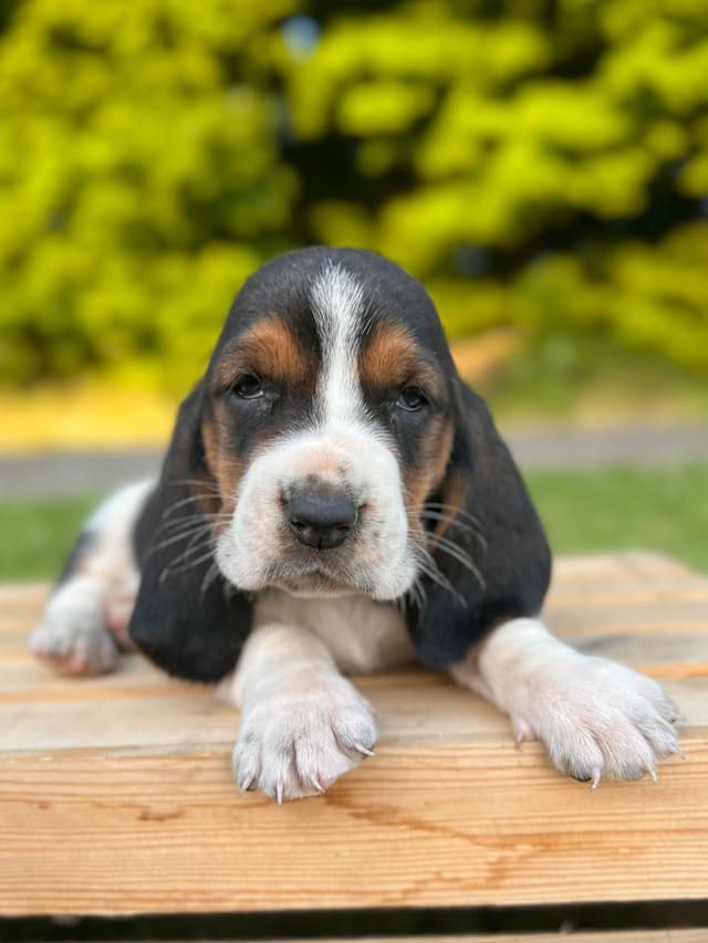 Basset Hound Puppies media 21