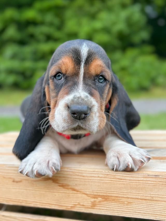 Basset Hound Puppies media 28