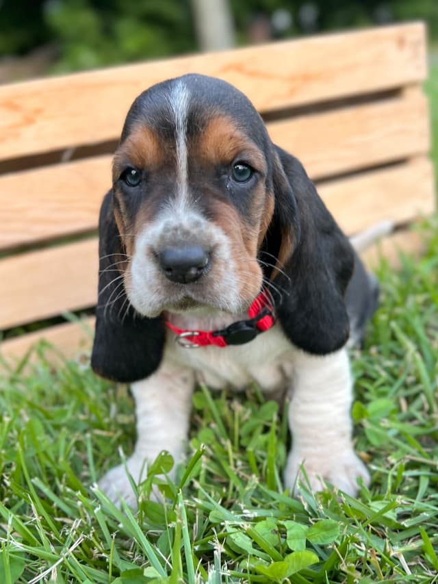 Basset Hound Puppies media 29