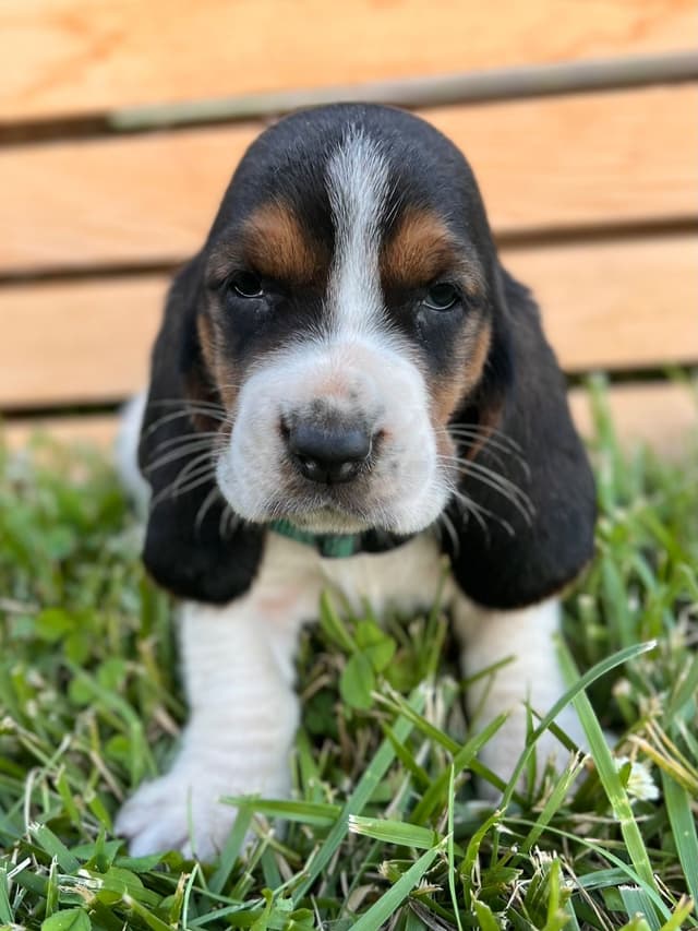 Basset Hound Puppies media 23