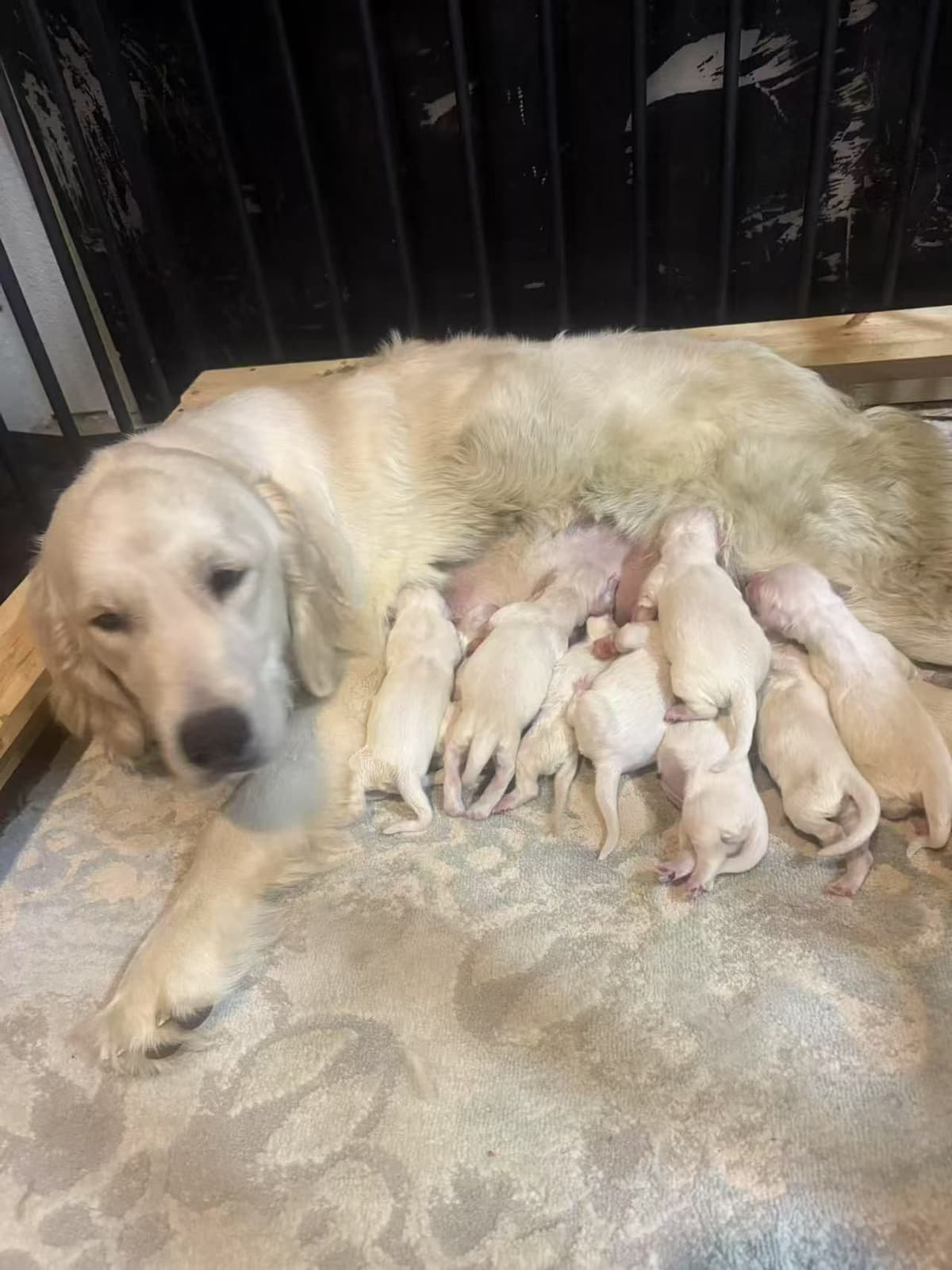 Golden Retriever Puppies breeder image 1