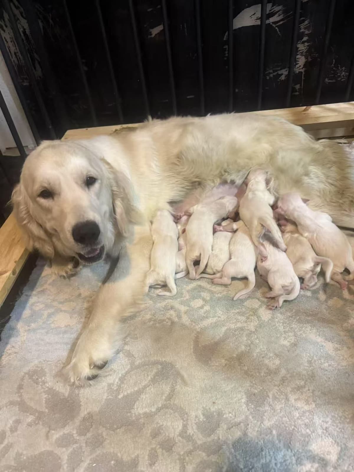 Golden Retriever Puppies breeder image 2