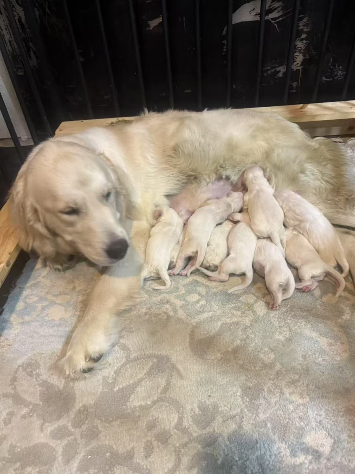 Golden Retriever Puppies breeder image 3