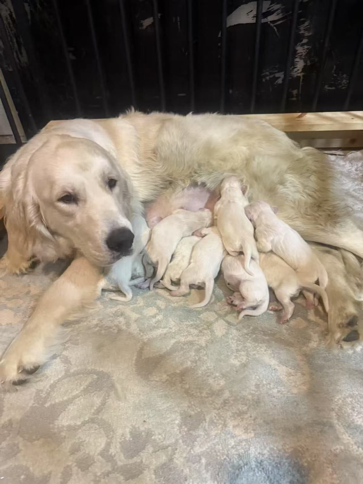 Golden Retriever Puppies breeder image 4