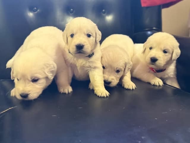 Golden Retriever Puppies media 2