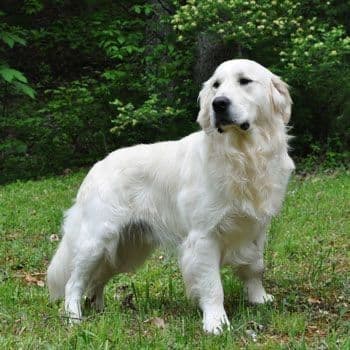 Golden Retriever Puppies media 7