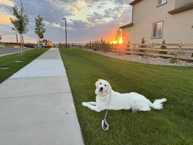 Golden Retriever Puppies media 8