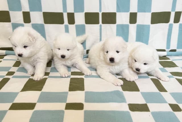 Samoyed Puppies media 2