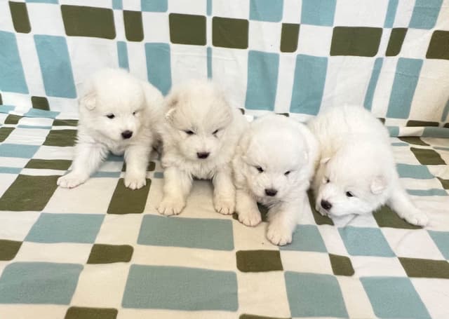 Samoyed Puppies media 3