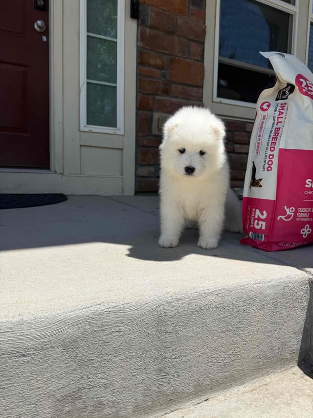 Samoyed Puppies media 6