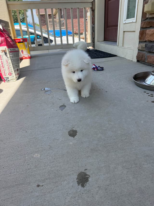 Samoyed Puppies media 7