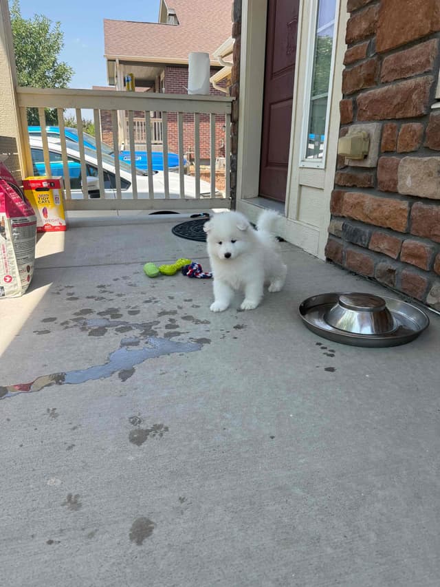 Samoyed Puppies media 8
