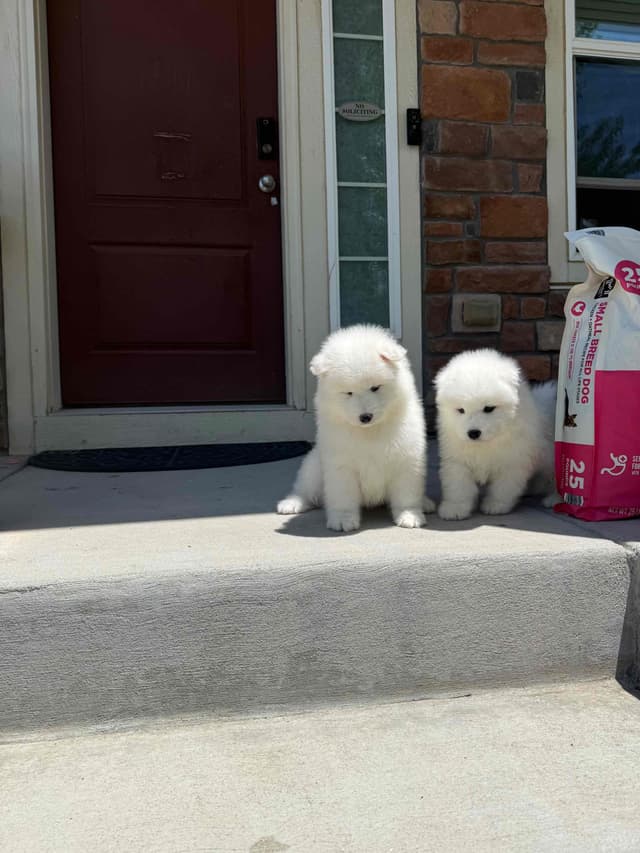 Samoyed Puppies media 10