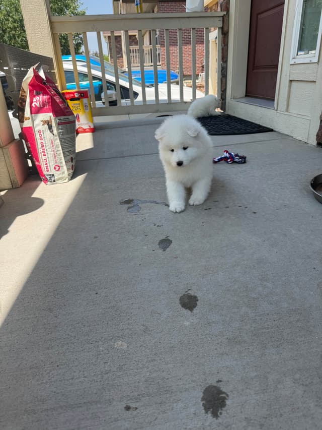 Samoyed Puppies media 11