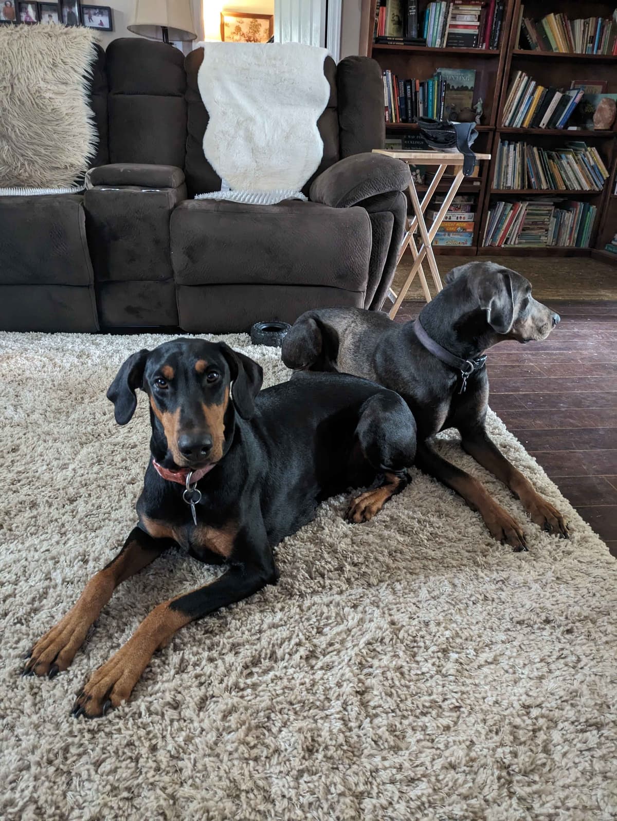 Doberman Pinscher Puppies breeder image 2