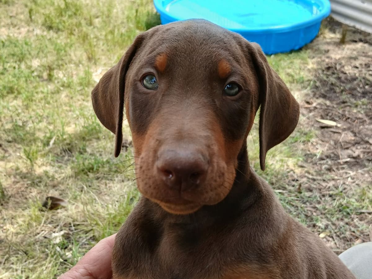 Doberman Pinscher Puppies breeder image 5