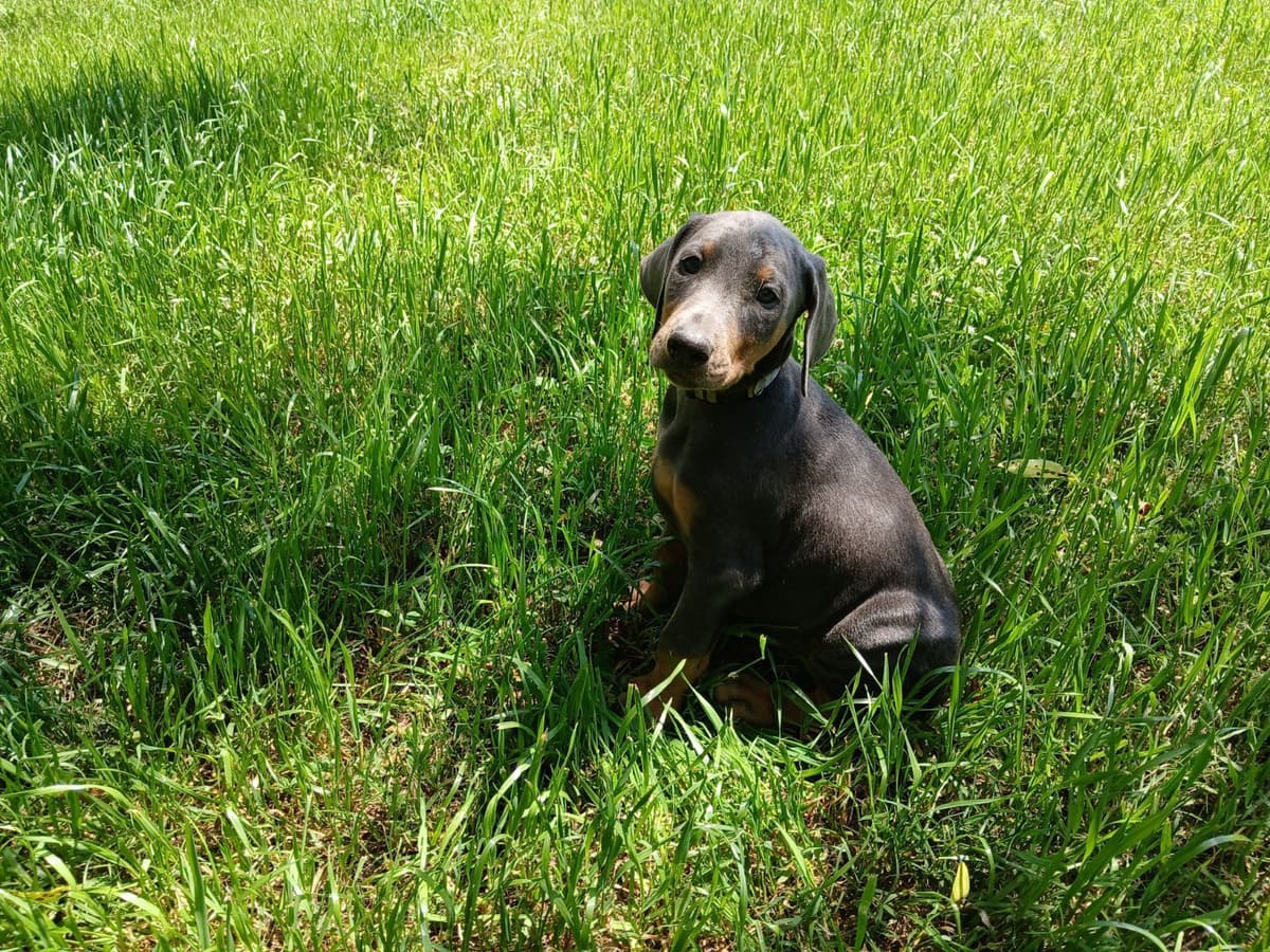 Doberman Pinscher Puppies breeder image 6