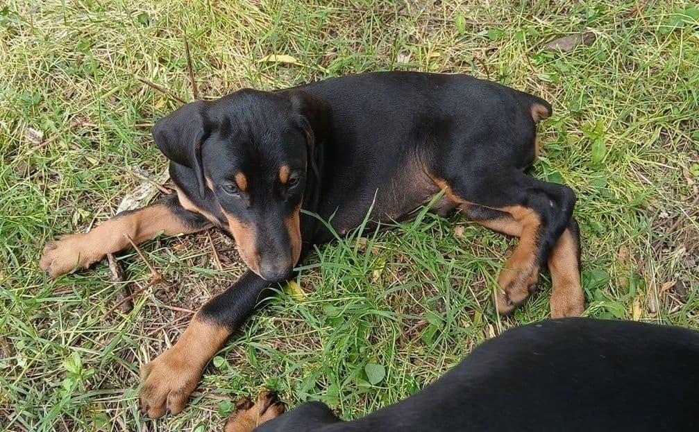 Doberman Pinscher Puppies breeder image 7