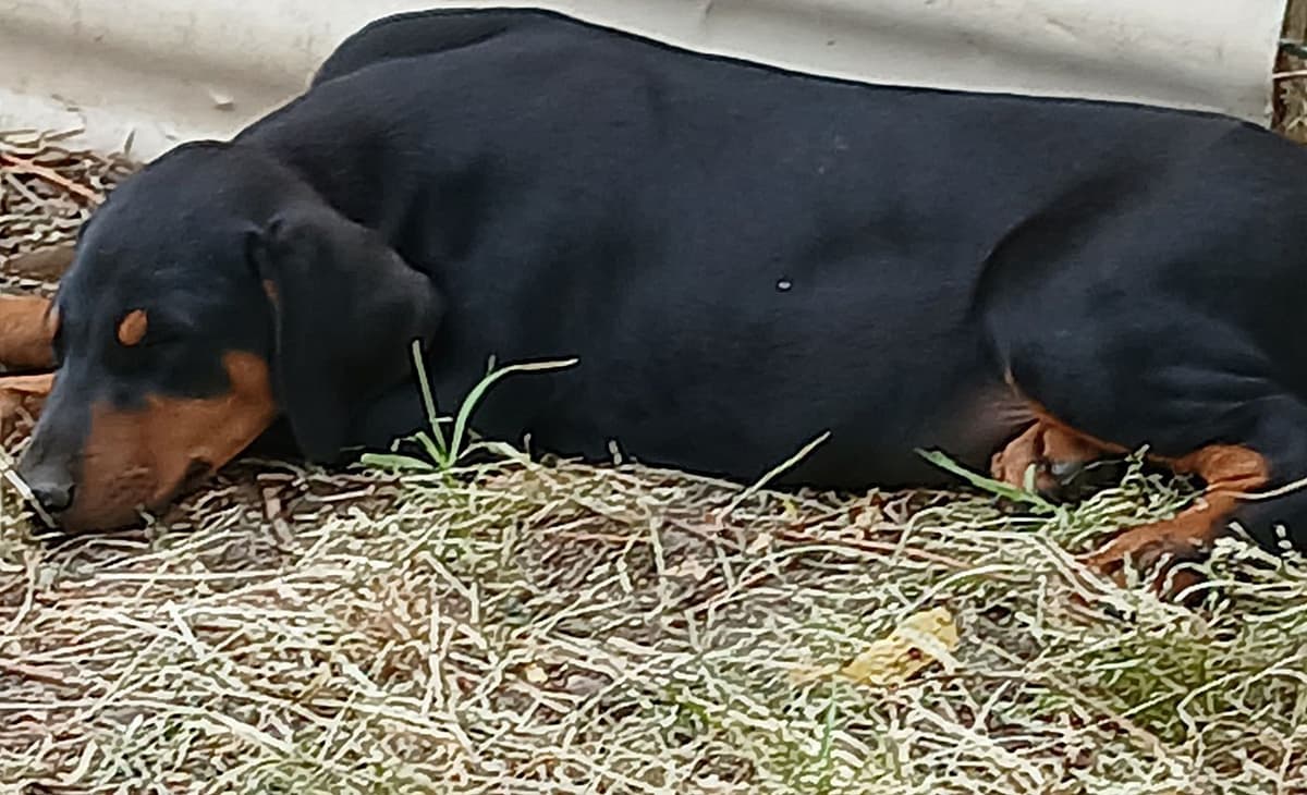 Doberman Pinscher Puppies breeder image 10