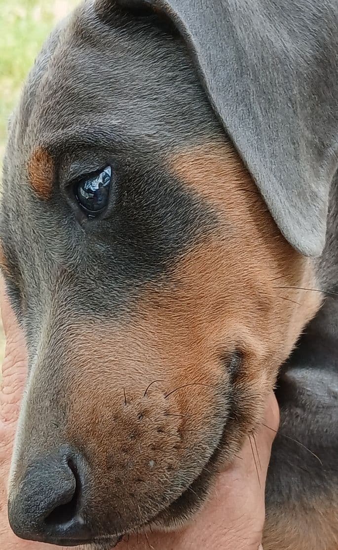 Doberman Pinscher Puppies breeder image 9