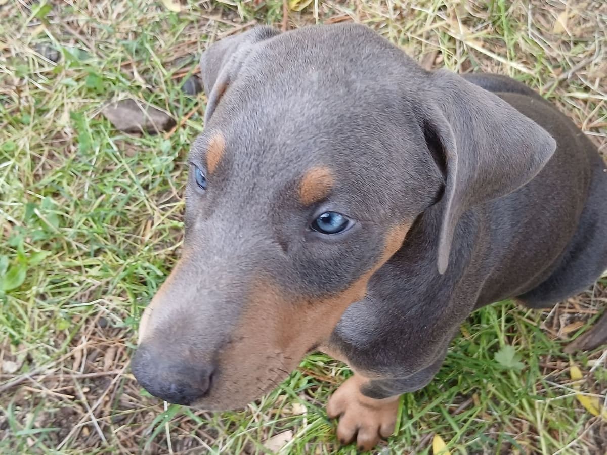 Doberman Pinscher Puppies breeder image 12