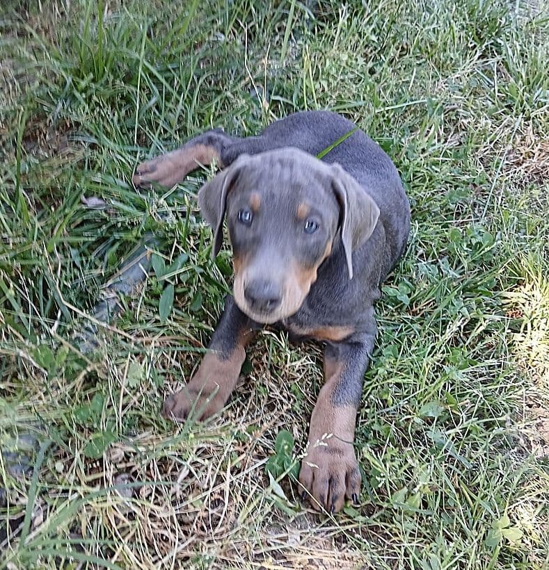 Doberman Pinscher Puppies breeder image 13