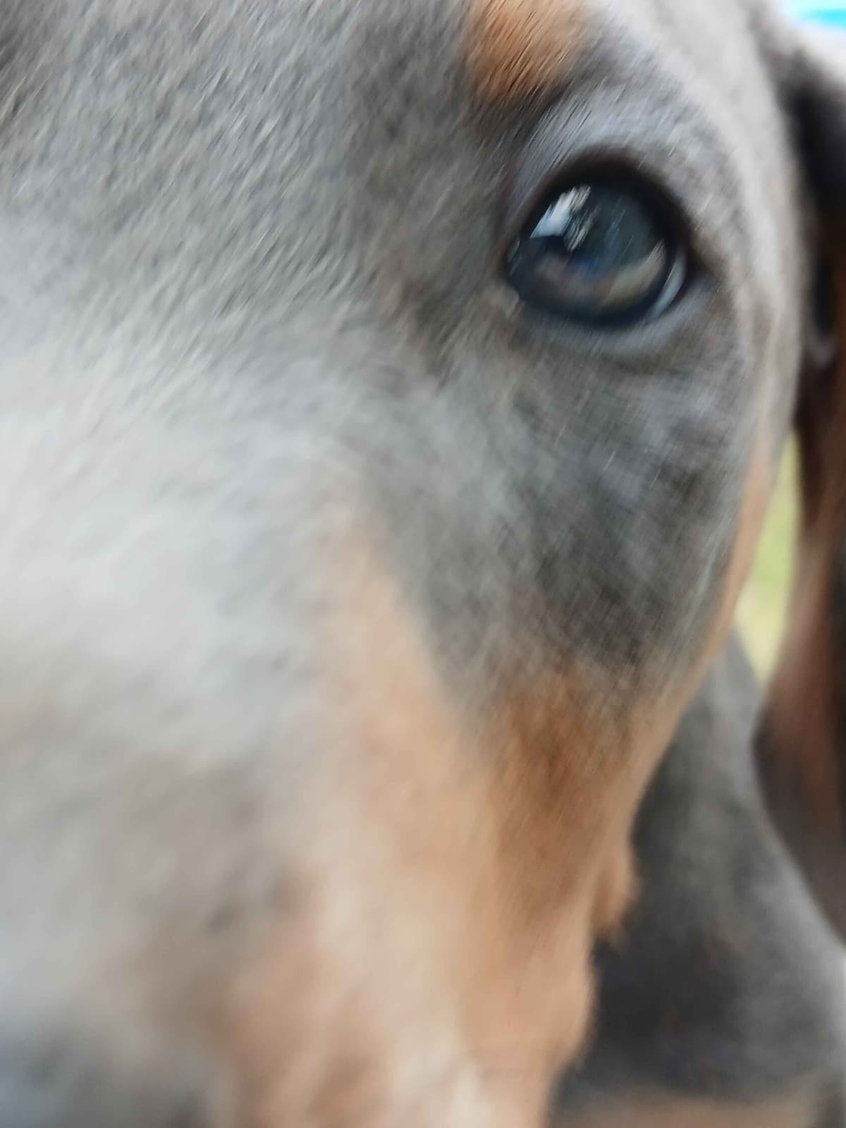 Doberman Pinscher Puppies breeder image 14