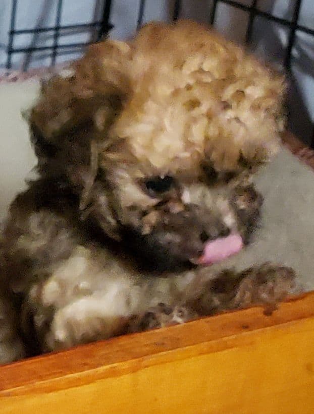 Poodle Puppies breeder image 1