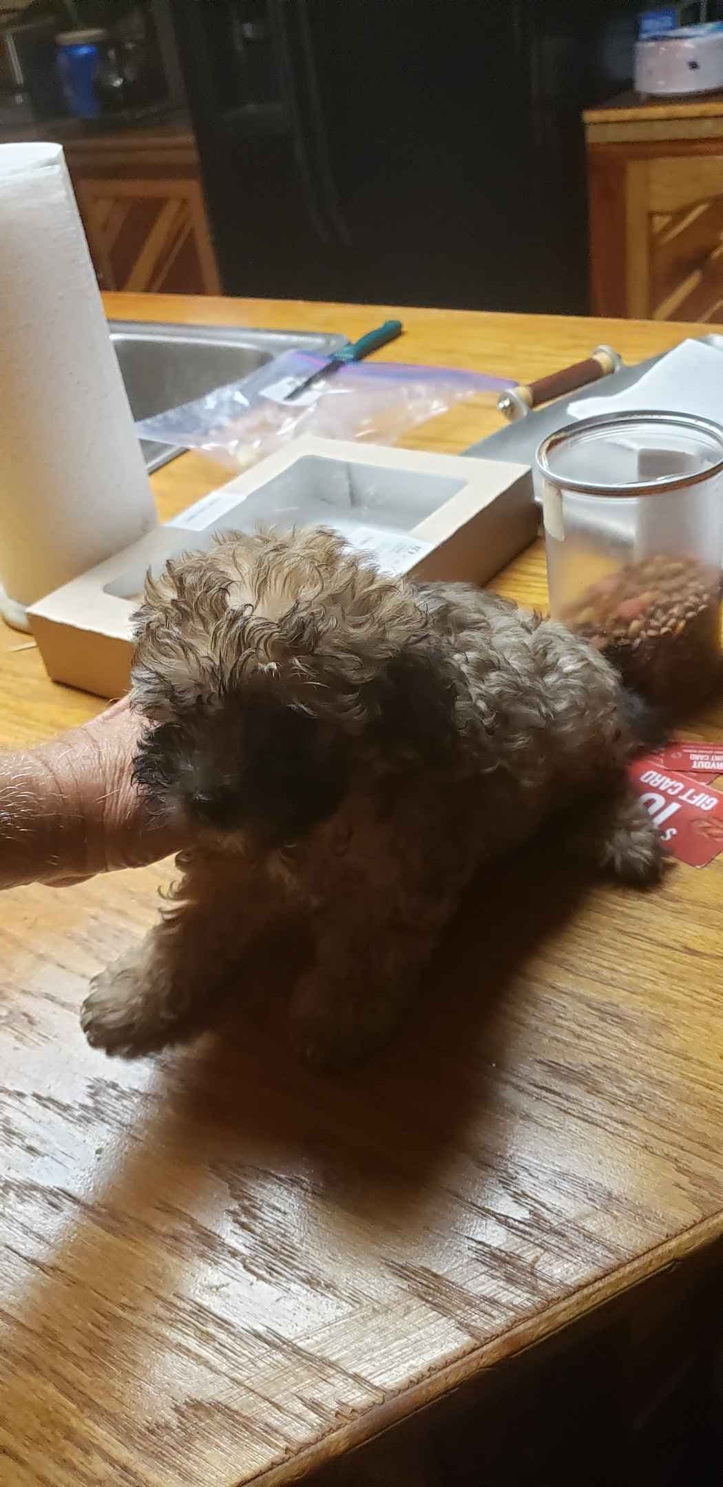 Poodle Puppies breeder image 5