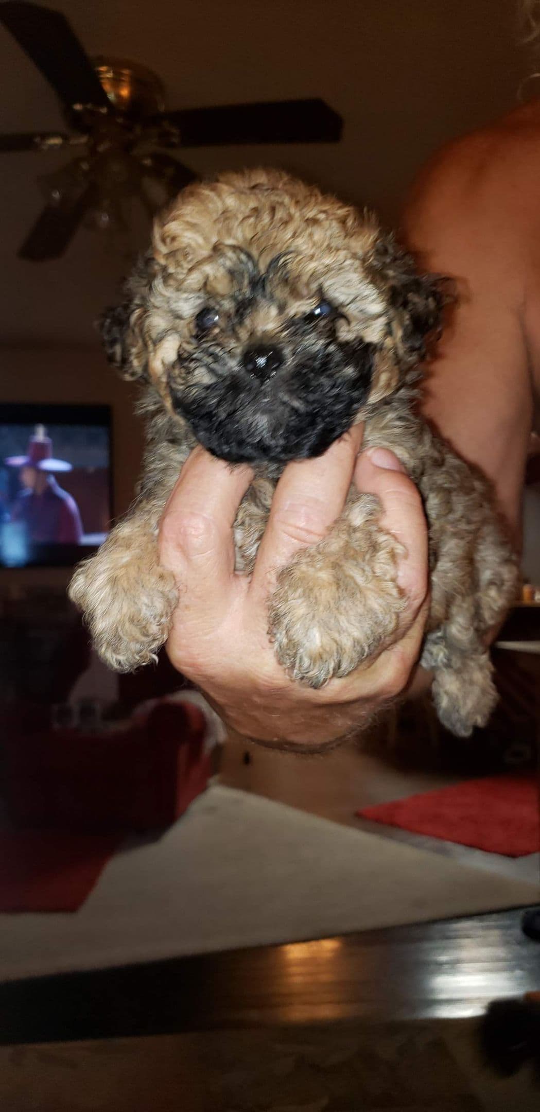 Poodle Puppies breeder image 4