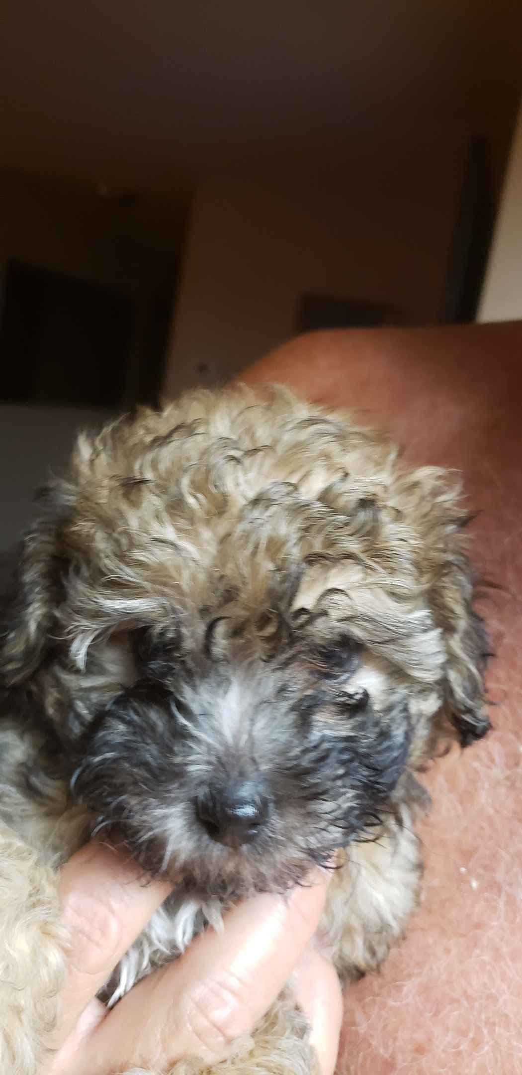 Poodle Puppies breeder image 6