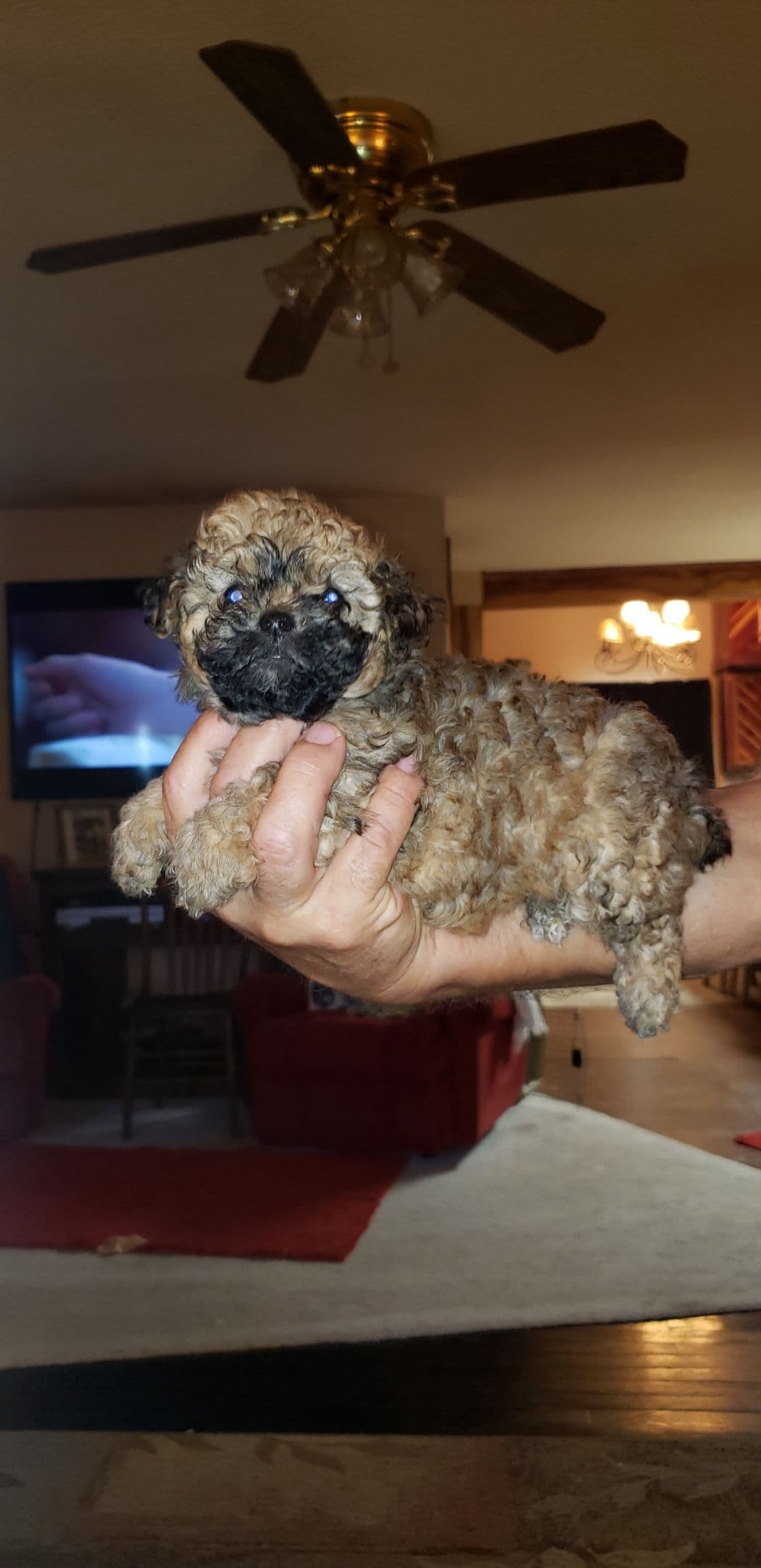 Poodle Puppies breeder image 7