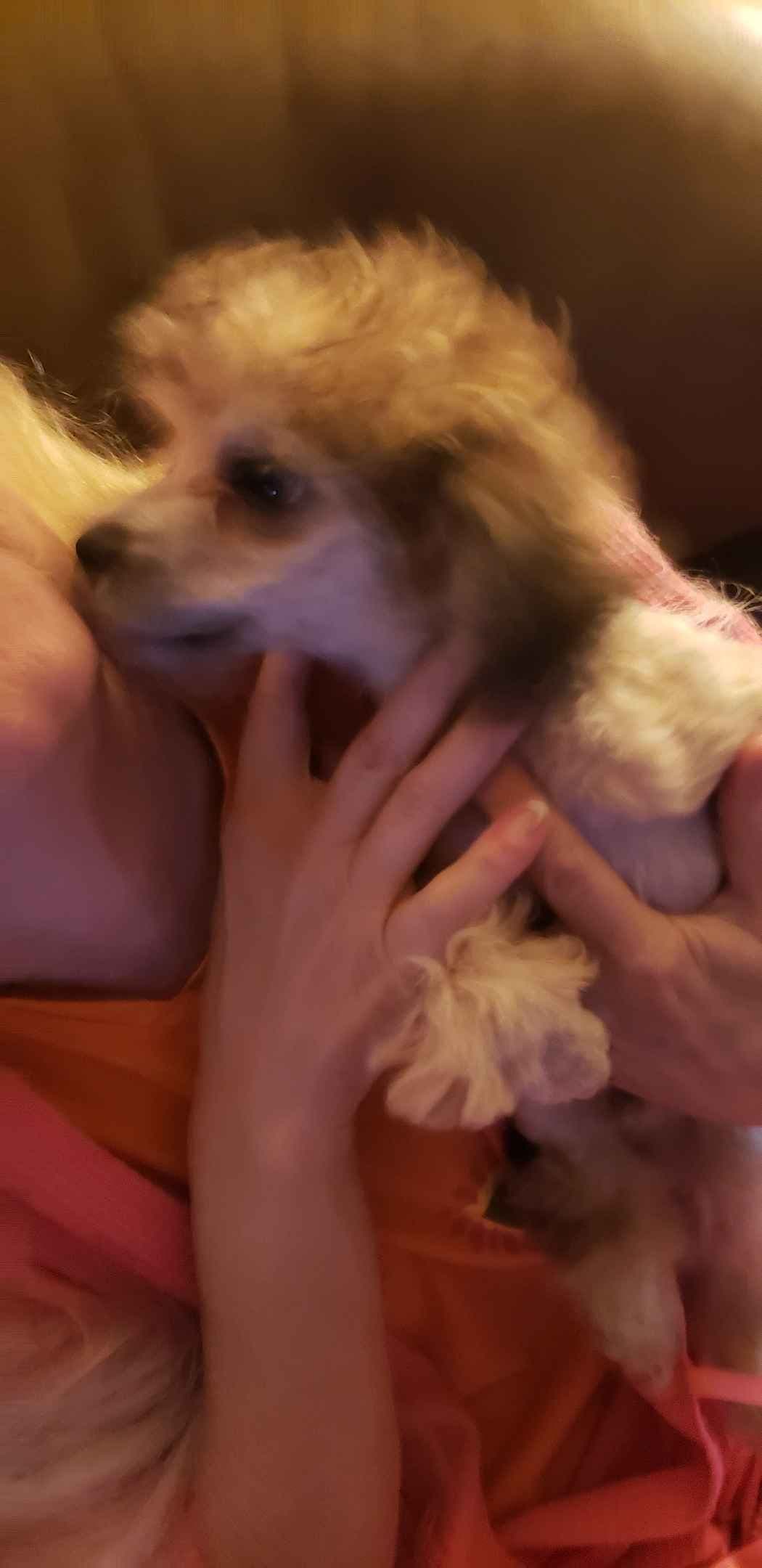 Poodle Puppies breeder image 9