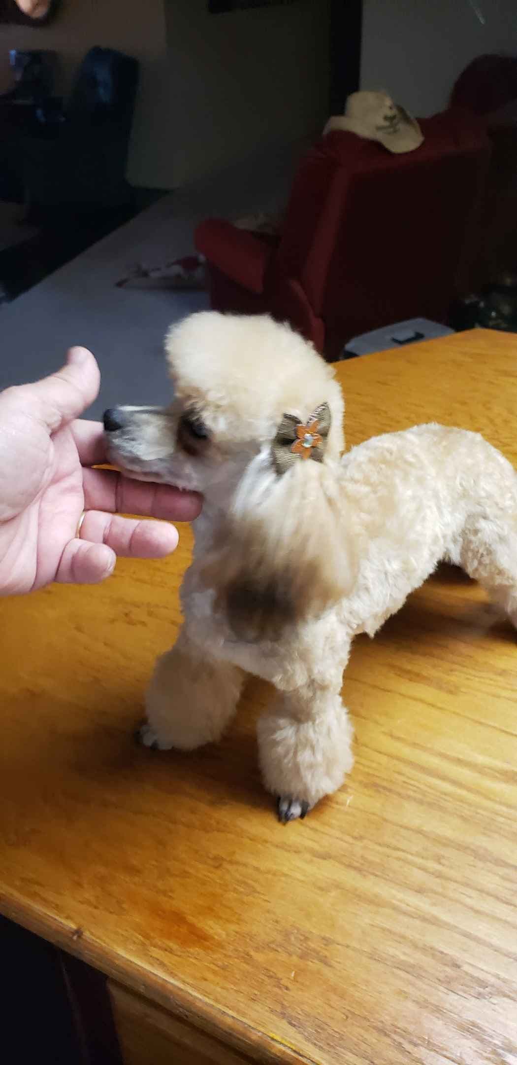 Poodle Puppies breeder image 10