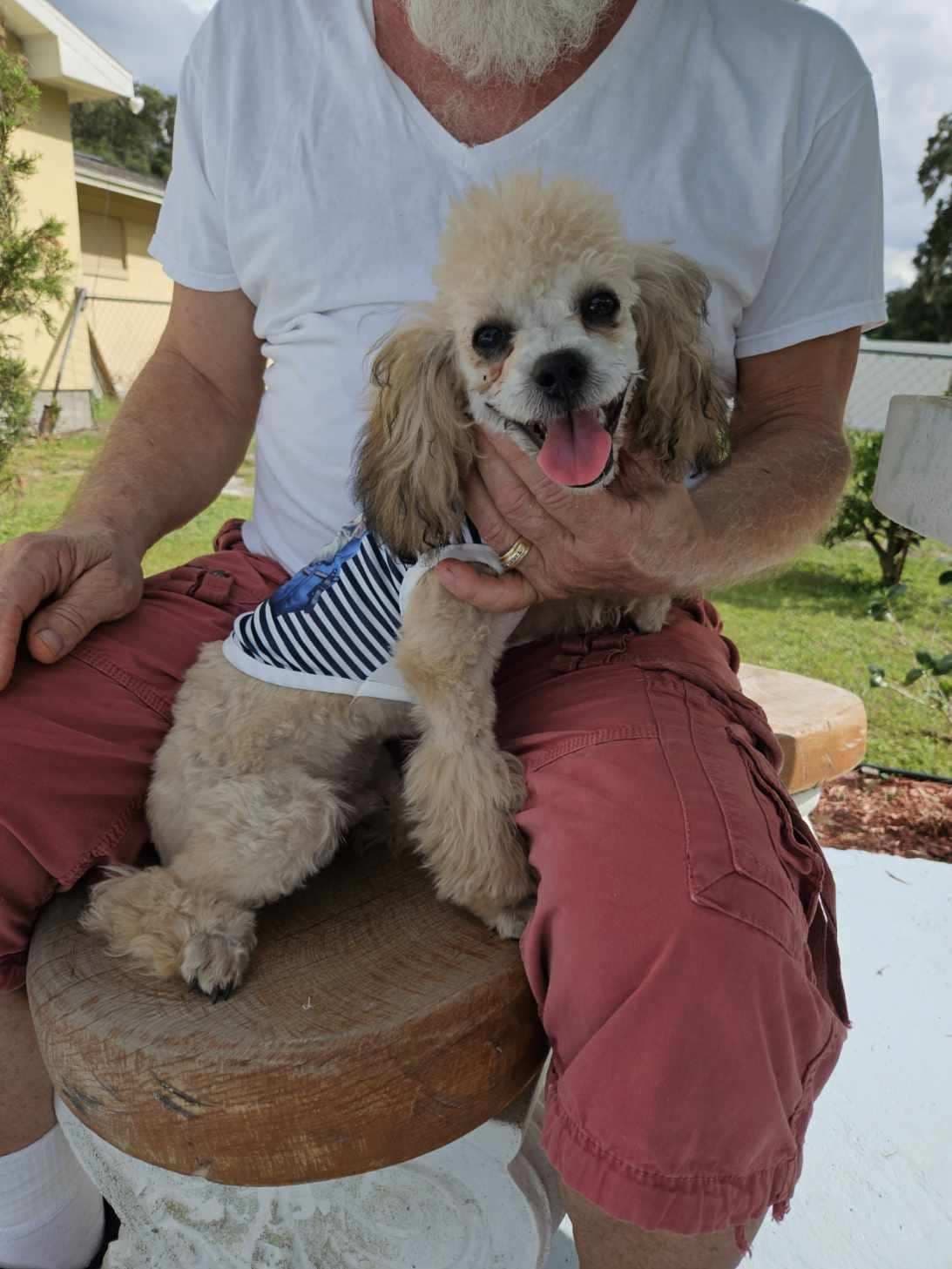 Poodle Puppies breeder image 11
