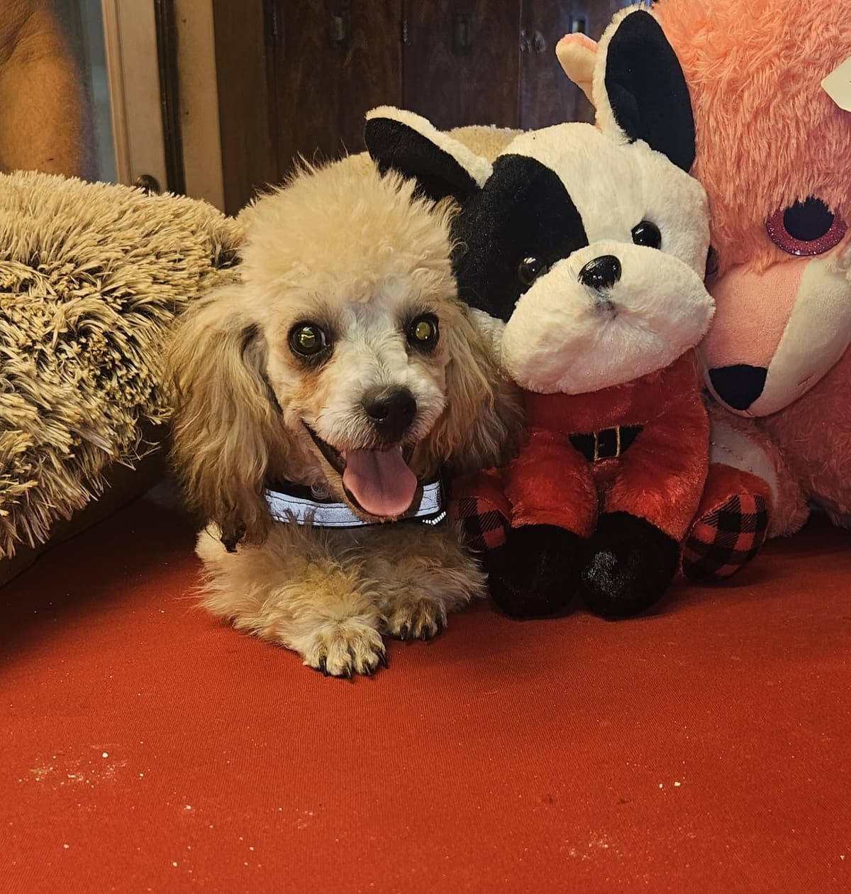 Poodle Puppies breeder image 13