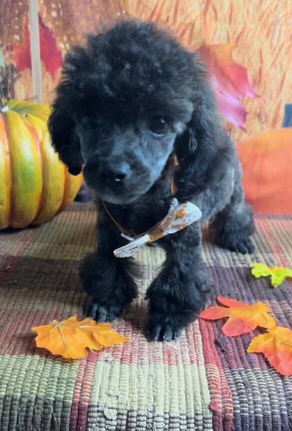 Poodle Puppies breeder image 15