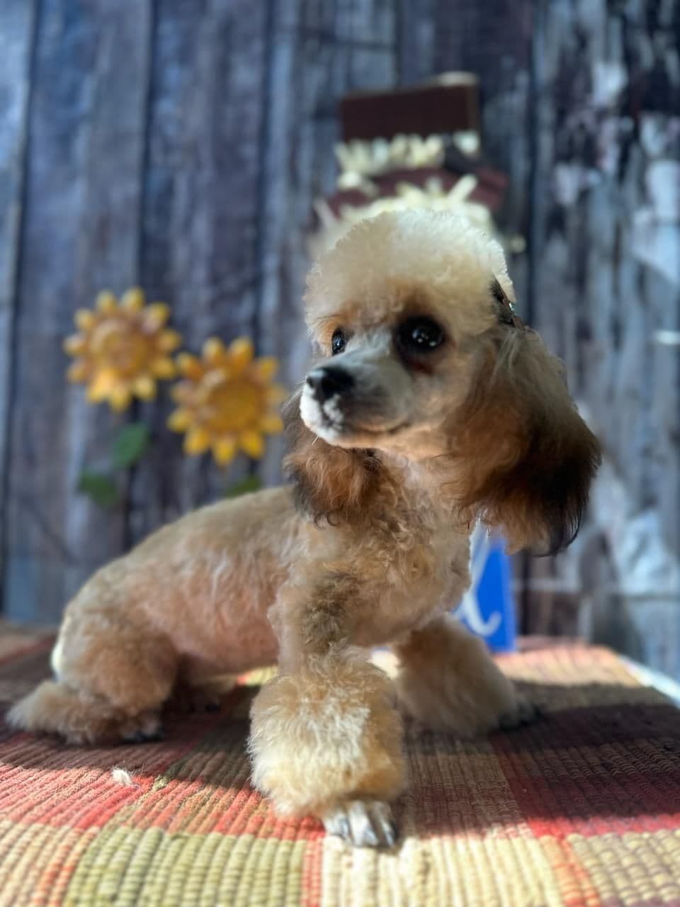Poodle Puppies breeder image 14