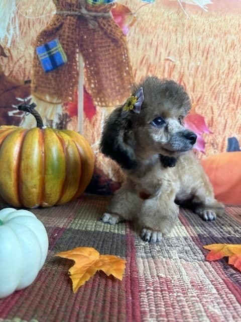 Poodle Puppies breeder image 16