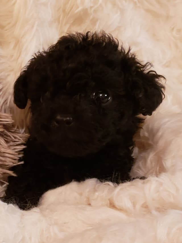 Poodle Puppies media 3