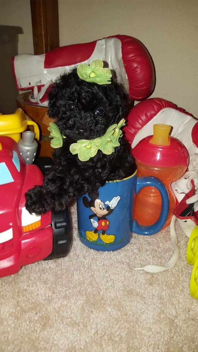 Poodle Puppies media 2